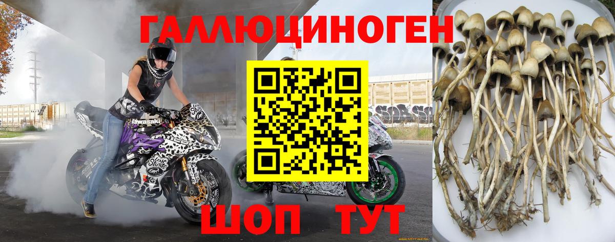Курган  Псилоцибиновые грибы прущие грибы  Вход с VPN 